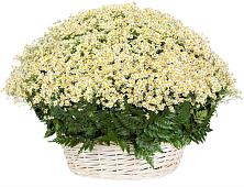 Цветочная композиция из Ромашки в корзине #REPLACE_PRED# Кошелево